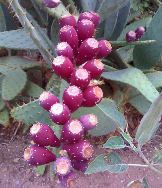 cactus_blossoms_web