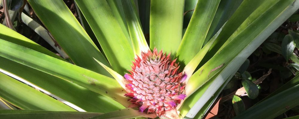 pineapple_growing