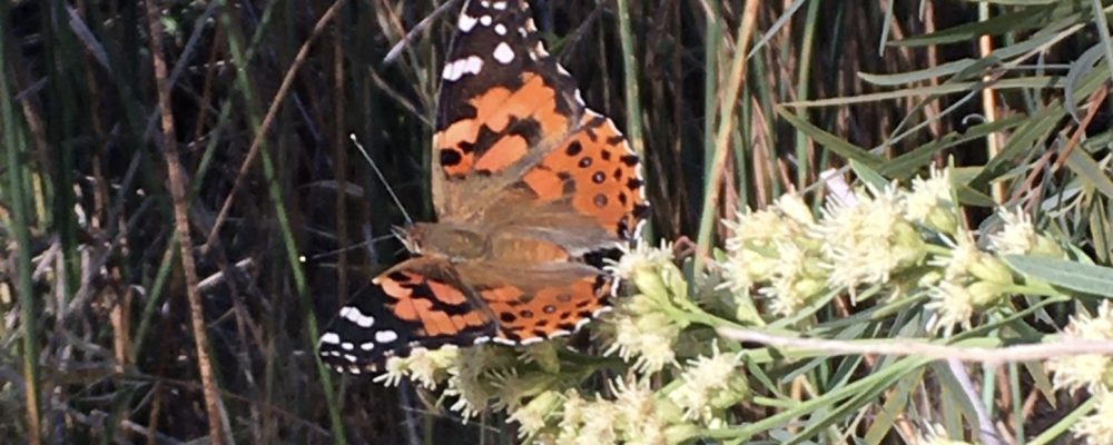 orange_butterfly